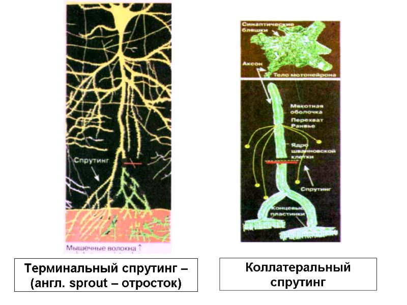 Терминальный спрутинг – (англ. sprout – отросток) Коллатеральный спрутинг